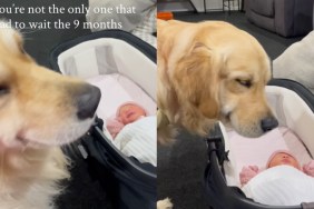 Golden Retriever newborn baby