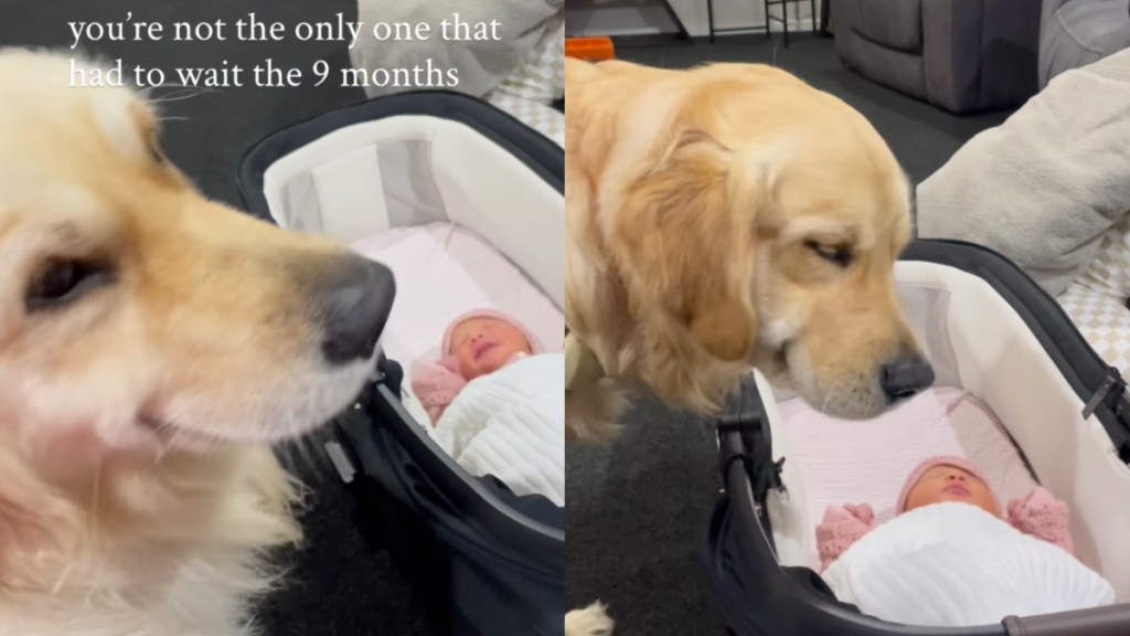Golden Retriever newborn baby