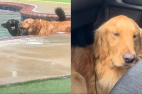 Golden Retriever pool