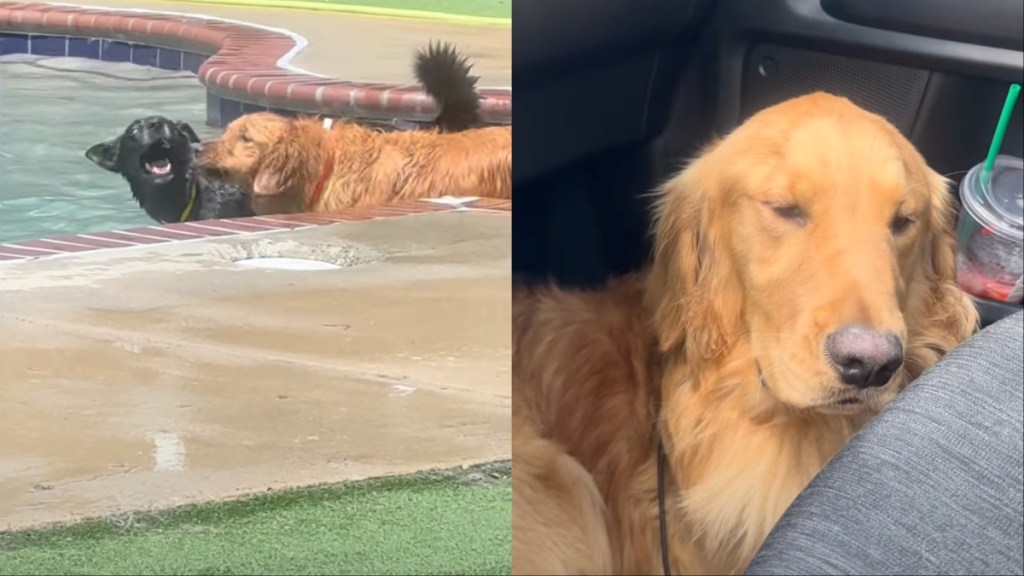Golden Retriever pool