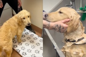 Golden Retriever puppy abandoned