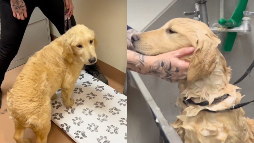 Golden Retriever puppy abandoned