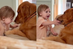 Golden Retriever toddler kiss