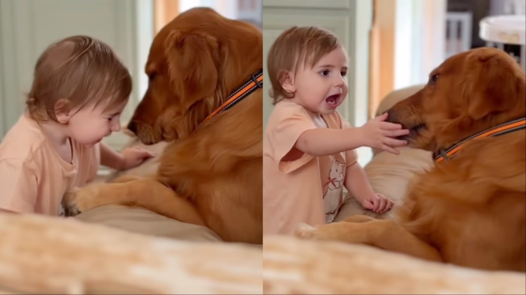 Golden Retriever toddler kiss