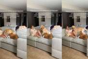 Golden Retrievers Comfort Postpartum Mom With Baby Using Skills They Know Best