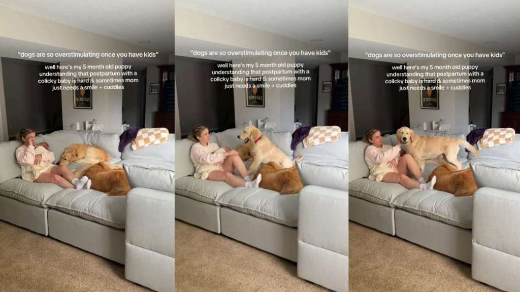 Golden Retrievers Comfort Postpartum Mom With Baby Using Skills They Know Best