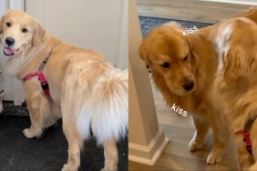 Golden Retrievers reunite