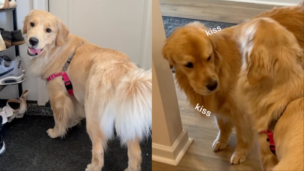 Golden Retrievers reunite