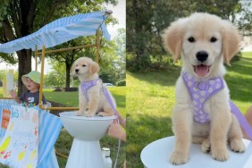 Golden Retriever toddler video
