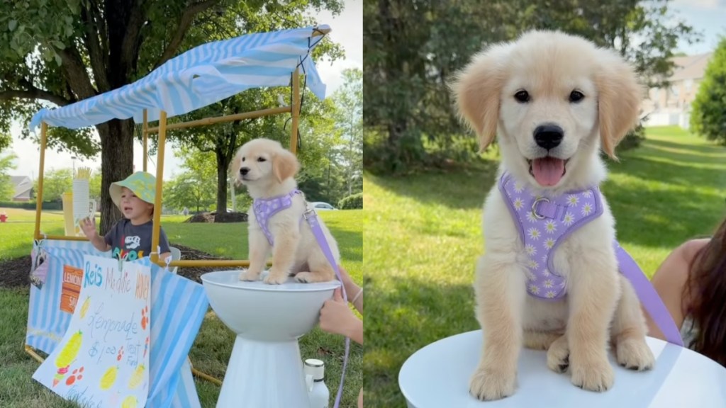 Golden Retriever toddler video