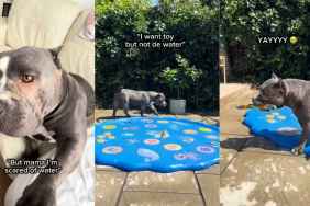 Mama Rescue Dog Is Terrified of Water, Until One Brave Moment Changes Everything
