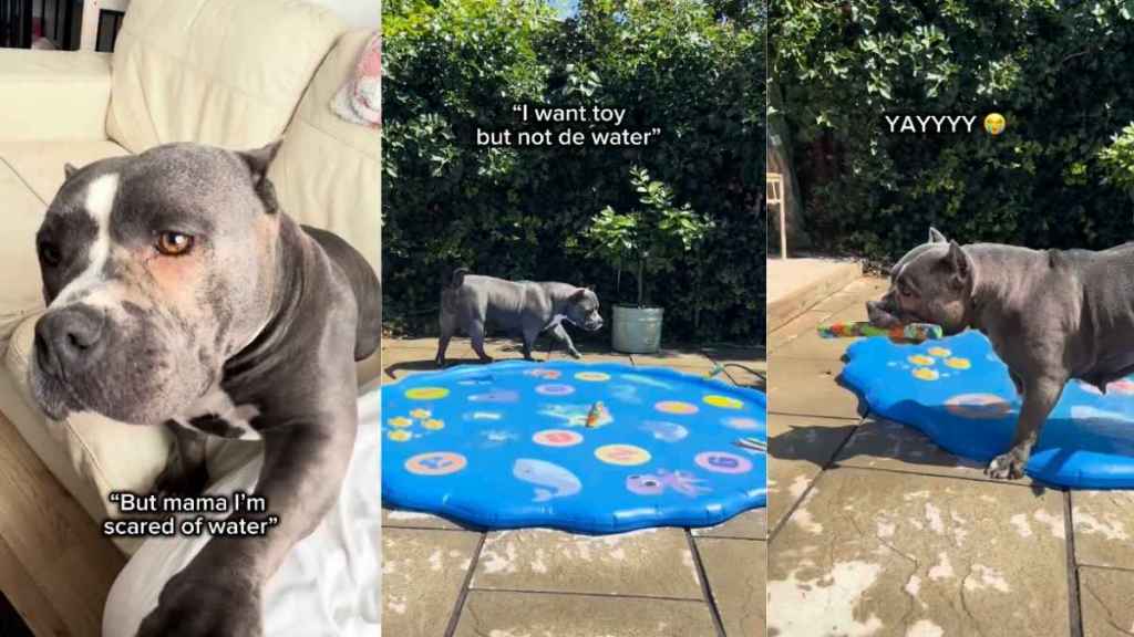 Mama Rescue Dog Is Terrified of Water, Until One Brave Moment Changes Everything