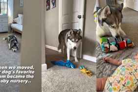 Dog Keeps Sneaking Into Baby’s Nursery With One Clear Motive in Mind