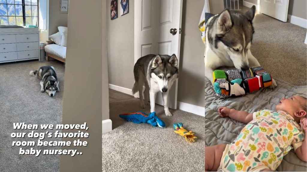 Dog Keeps Sneaking Into Baby’s Nursery With One Clear Motive in Mind