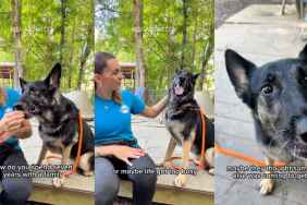 Senior Shelter Dog Goes From Living in a Loving Home to Being Completely Forgotten