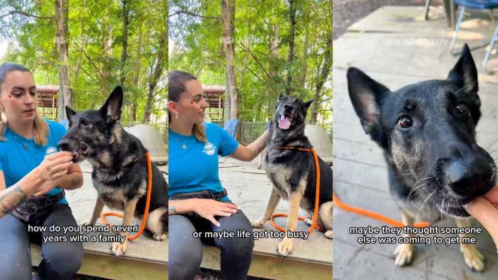 Senior Shelter Dog Goes From Living in a Loving Home to Being Completely Forgotten