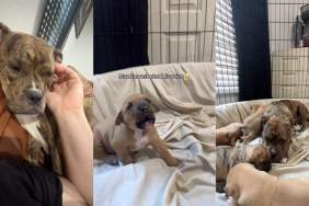 Mama Dog Snuggles With Human, but Rushes To Check on Her Tiny Baby After Hearing Screams