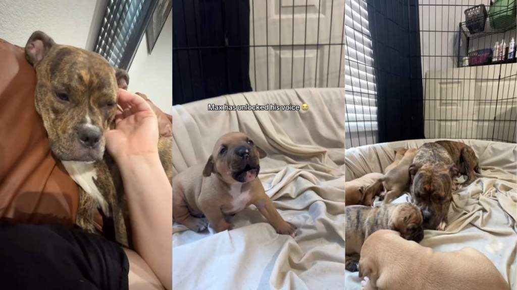 Mama Dog Snuggles With Human, but Rushes To Check on Her Tiny Baby After Hearing Screams