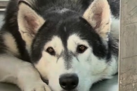 Shelter Dog at High Risk of Euthanasia Wants the Internet to Be His Voice