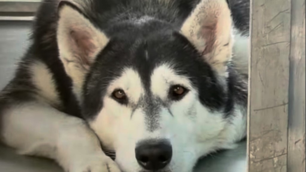 Shelter Dog at High Risk of Euthanasia Wants the Internet to Be His Voice