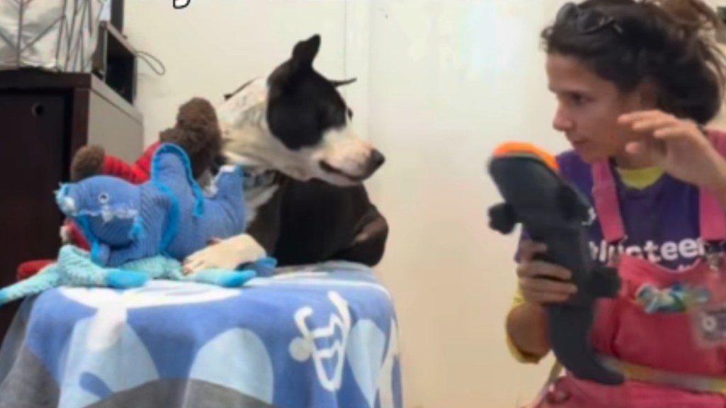 Shelter Dog Refuses Food Not Because He’s ‘Picky’ but for a Heartbreaking Reason