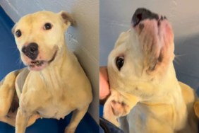 Shelter Dog ‘Left to Starve’ Survived Against All Odds, but Needs a Home