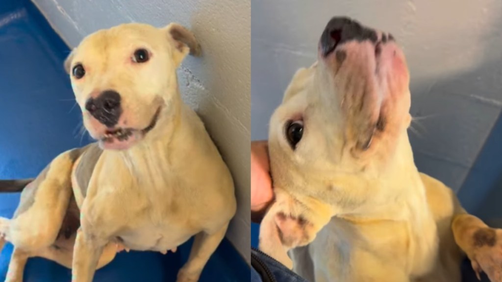 Shelter Dog ‘Left to Starve’ Survived Against All Odds, but Needs a Home