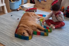 Golden Retriever Is Part of Toddler’s Artwork During Playdate