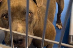 Shelter Dog Abandoned Like ‘His Life Meant Nothing’ Is Looking for a Miracle