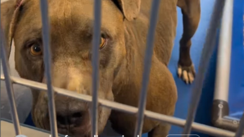 Shelter Dog Abandoned Like ‘His Life Meant Nothing’ Is Looking for a Miracle
