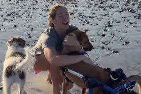 Human Helps Paralyzed Rescue Dog Life Her Life to the Fullest