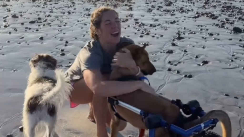 Human Helps Paralyzed Rescue Dog Life Her Life to the Fullest
