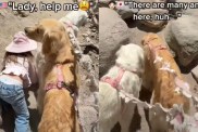 Toddler Turns to Golden Retriever for Help on a Hike, Then Curls Up Next to Her After