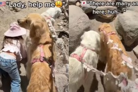 Toddler Turns to Golden Retriever for Help on a Hike, Then Curls Up Next to Her After
