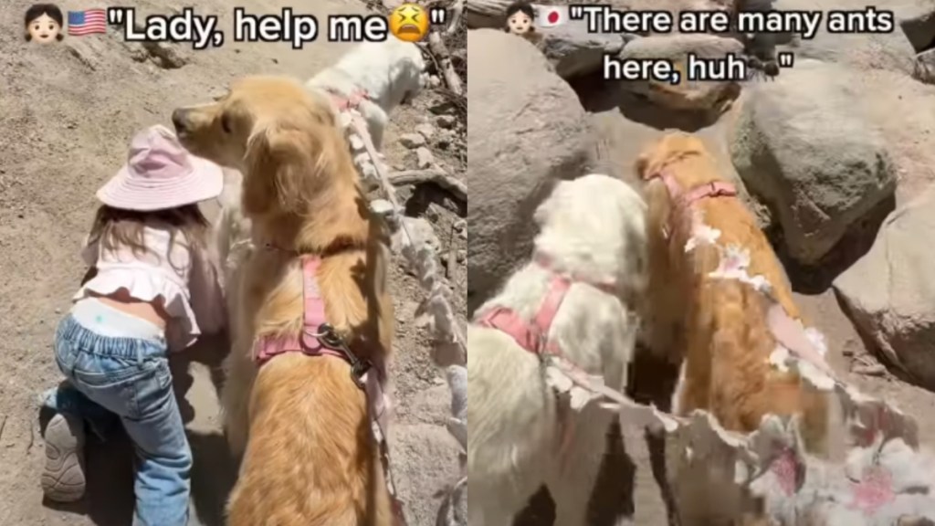 Toddler Turns to Golden Retriever for Help on a Hike, Then Curls Up Next to Her After