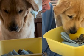 Golden Retriever Sits on 'Bird Watch Duty' After Getting a New Pet