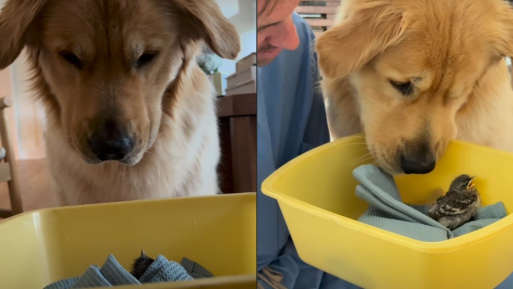 Golden Retriever Sits on 'Bird Watch Duty' After Getting a New Pet