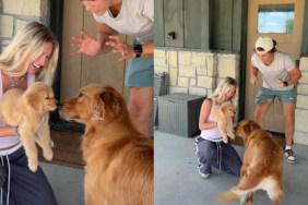 Golden Retriever & Puppy’s First Meeting Is Filled With Tail Wags, Sniffs & Instant Love
