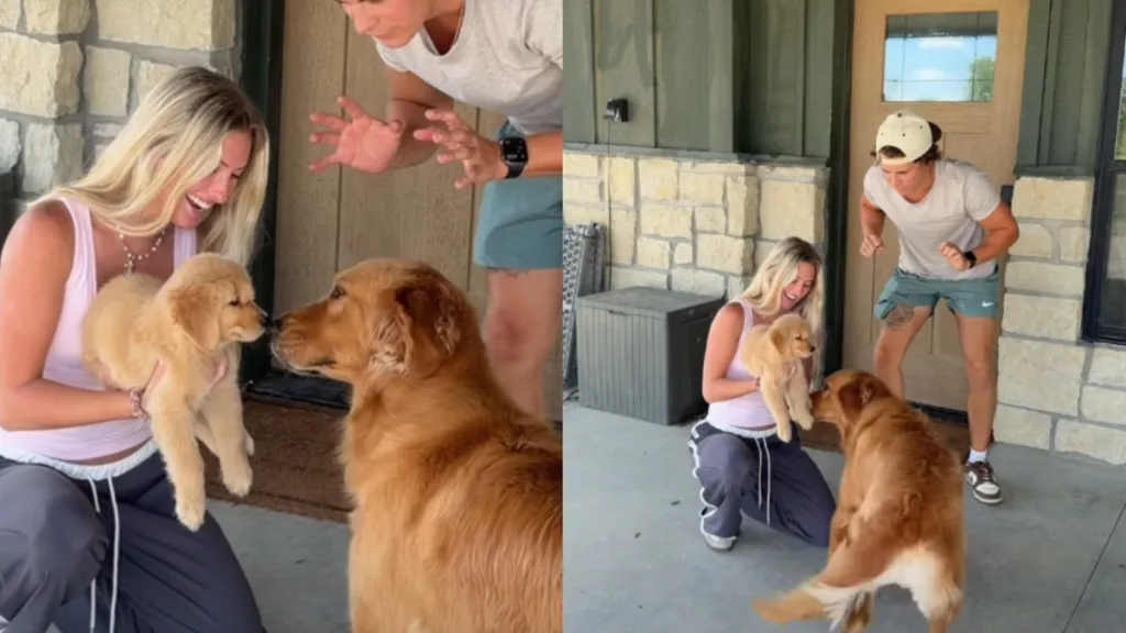 Golden Retriever & Puppy’s First Meeting Is Filled With Tail Wags, Sniffs & Instant Love