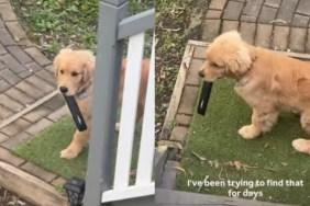 Mom Loses TV Remote Only To Find Golden Retriever Puppy Hiding It for So Long