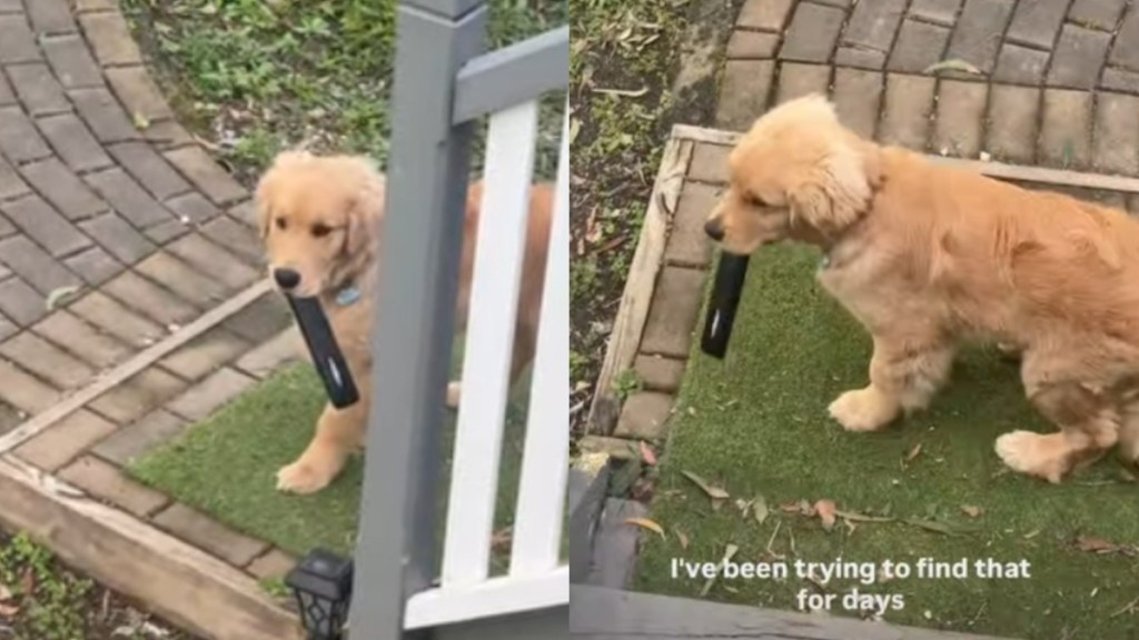 Mom Loses TV Remote Only To Find Golden Retriever Puppy Hiding It for So Long