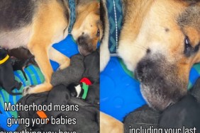 Mama Dog Knows She Must Give Everything to Her Babies in Foster Home, Including This