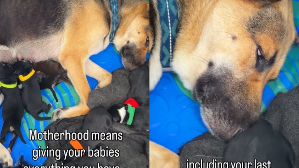 Mama Dog Knows She Must Give Everything to Her Babies in Foster Home, Including This