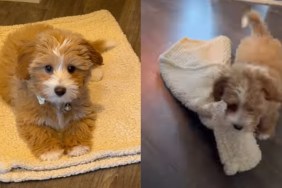 Puppy Discovers a Genius Way to Follow Mom's Command on His Own Terms