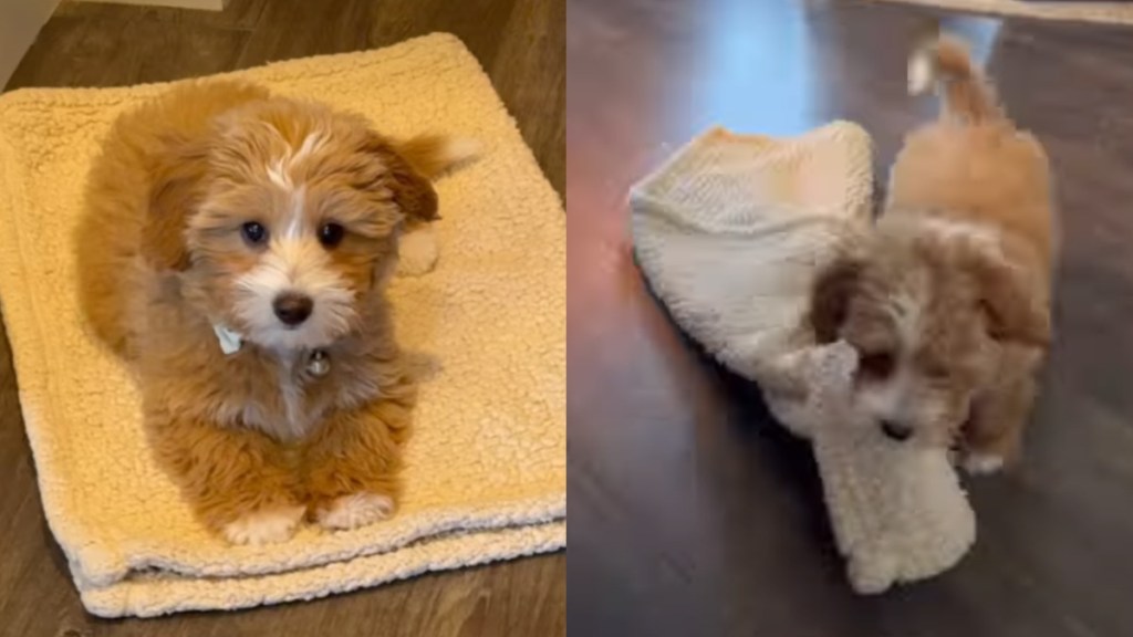 Puppy Discovers a Genius Way to Follow Mom's Command on His Own Terms