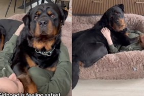 Big ‘Dangerous’ Dog Climbs on Top of Human & Somehow Makes Her Feel the Safest She Ever Has