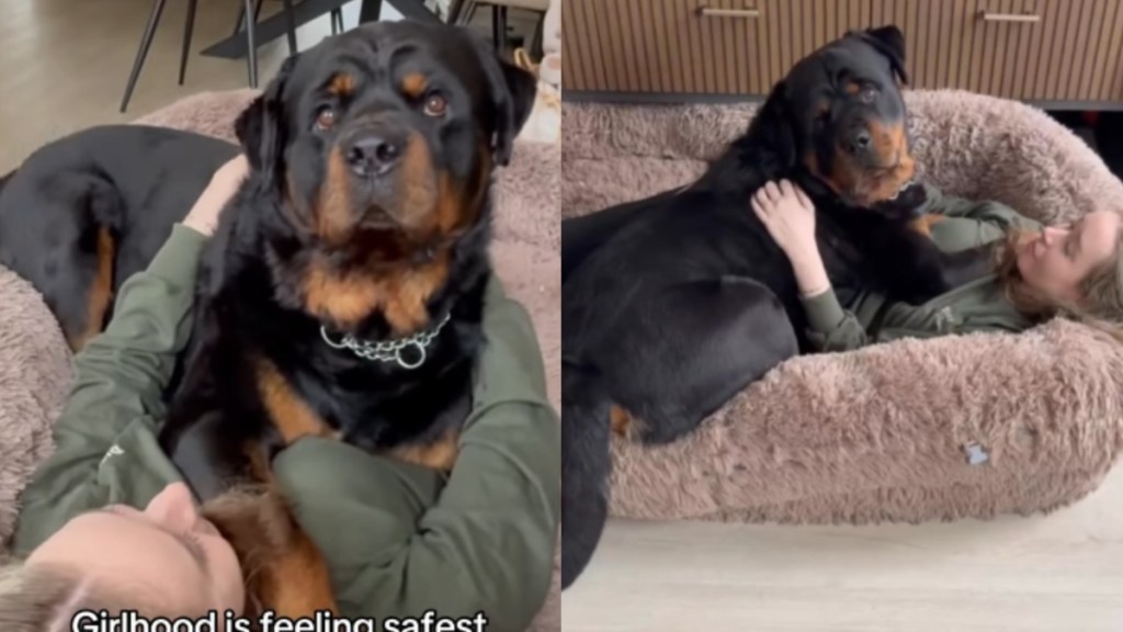 Big ‘Dangerous’ Dog Climbs on Top of Human & Somehow Makes Her Feel the Safest She Ever Has