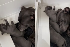 Mama Dog Keeps Her Babies Tucked Away in a Corner, Proud Yet Afraid To Leave Their Side