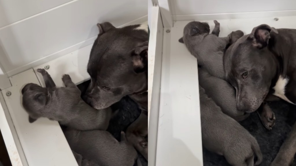 Mama Dog Keeps Her Babies Tucked Away in a Corner, Proud Yet Afraid To Leave Their Side
