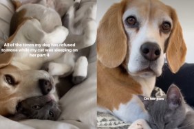 Every Time the Dog Refused to Move Because the Cat Was Sleeping on Her
